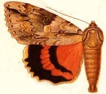 Attēlu rezultāti vaicājumam “Catocala pacta”