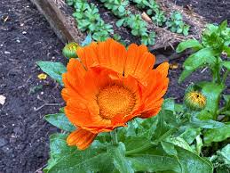 Attēlu rezultāti vaicājumam “Calendula officinalis flower”