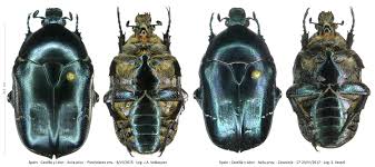 Attēlu rezultāti vaicājumam “Potosia cuprea”