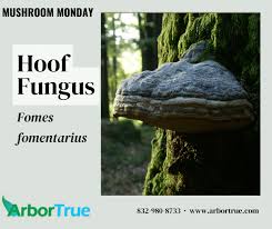 Attēlu rezultāti vaicājumam “Fomes fomentarius”