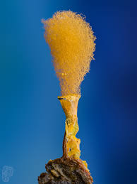 Attēlu rezultāti vaicājumam “Hemitrichia decipiens spores”