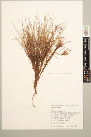 Attēlu rezultāti vaicājumam “Juncus bulbosus”