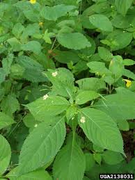 Attēlu rezultāti vaicājumam “Impatiens parviflora leaf”