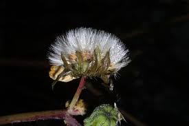 Attēlu rezultāti vaicājumam “Sonchus asper flower”