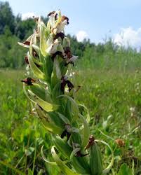 Attēlu rezultāti vaicājumam “Dactylorhiza ochroleuca”