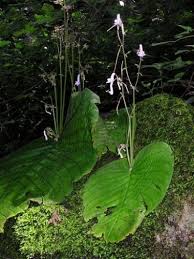 Image result for Streptocarpus
