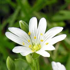 Attēlu rezultāti vaicājumam “Stellaria holostea flower”