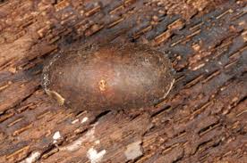 Attēlu rezultāti vaicājumam “Eriogaster lanestris larva”
