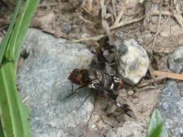 Attēlu rezultāti vaicājumam “Exoprosopa capucina”