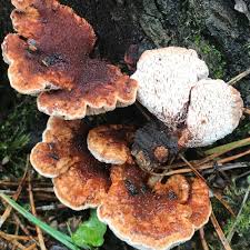 Attēlu rezultāti vaicājumam “Abortiporus biennis”