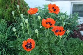 Image result for Papaver orientale