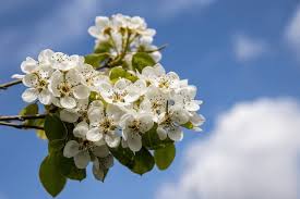 Attēlu rezultāti vaicājumam “Pyrus communis flower”