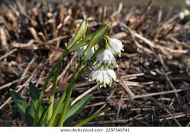 Attēlu rezultāti vaicājumam “Leucojum vernum var. vernum”