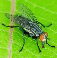 Attēlu rezultāti vaicājumam “Sarcophagidae”