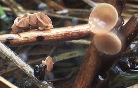 Attēlu rezultāti vaicājumam “Myriosclerotinia scirpicola”