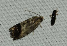 Attēlu rezultāti vaicājumam “Phalonidea permixtana”