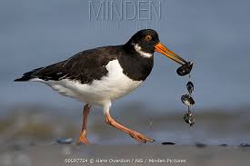 Attēlu rezultāti vaicājumam “Haematopus ostralegus adult”