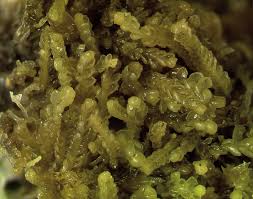 Attēlu rezultāti vaicājumam “Cladopodiella fluitans”