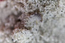 Attēlu rezultāti vaicājumam “Talitrus saltator”