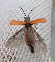 Attēlu rezultāti vaicājumam “Anthocomus rufus”