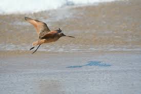 Attēlu rezultāti vaicājumam “Limosa lapponica adult”