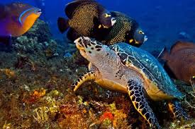 Resultado de imagen para cozumel dive