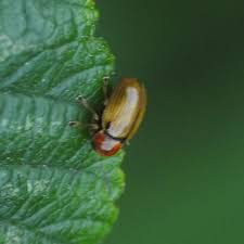 Attēlu rezultāti vaicājumam “Cryptocephalus pusillus”