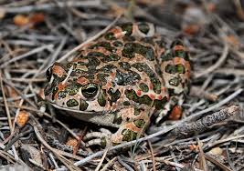 Attēlu rezultāti vaicājumam “Pseudepidalea viridis adult”