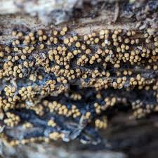 Attēlu rezultāti vaicājumam “Trichia flavicoma spores”