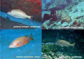 Image result for Lutjanus alexandrei