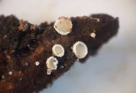 Attēlu rezultāti vaicājumam “Hypoxylon vogesiacum”