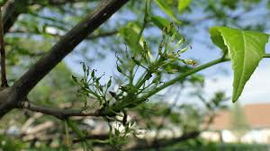 Attēlu rezultāti vaicājumam “Fraxinus pennsylvanica male flower”