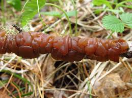 Attēlu rezultāti vaicājumam “Exidia repanda”