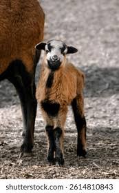 Attēlu rezultāti vaicājumam “Ovis aries juvenile”