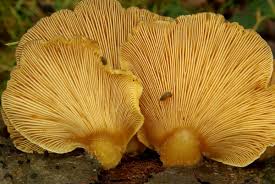 Attēlu rezultāti vaicājumam “Panellus serotinus”