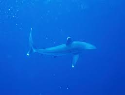 Image result for Carcharhinus albimarginatus
