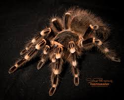 Znalezione obrazy dla zapytania geniculata