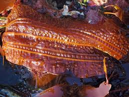 Attēlu rezultāti vaicājumam “Cribraria costata”