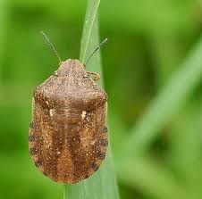 Attēlu rezultāti vaicājumam “Eurygaster testudinaria imago”