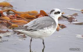 Attēlu rezultāti vaicājumam “Phalaropus fulicarius”
