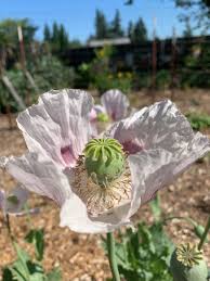Image result for Papaver somniferum