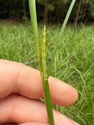 Attēlu rezultāti vaicājumam “Reticularia jurana macro”