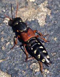 Attēlu rezultāti vaicājumam “Staphylinus erythropterus”