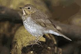 Image result for Catharus ustulatus