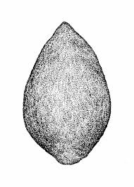 Attēlu rezultāti vaicājumam “Fallopia convolvulus fruit”