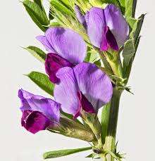 Attēlu rezultāti vaicājumam “Vicia sativa flower”