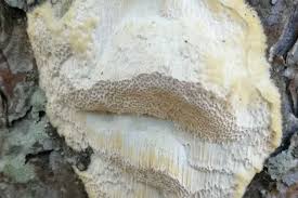 Attēlu rezultāti vaicājumam “Diplomitoporus flavescens”