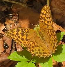 Attēlu rezultāti vaicājumam “Argynnis paphia female”