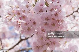 Attēlu rezultāti vaicājumam “Cerasus”