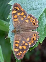 Attēlu rezultāti vaicājumam “Pararge aegeria”